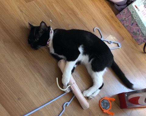 Rehome Blu