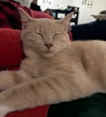 Russian White, Black and Tabby – orange buff tabby