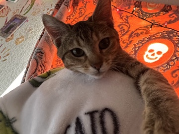 American Shorthair – sweet cat – Shawnee