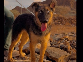 German Shepherd – Female German Shepherd x Husky mix for sale, healthy and friendly – دبي