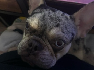 French Bulldog – Frenchie Merle – Willis