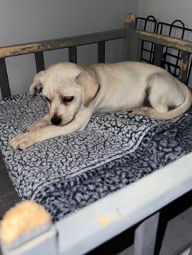 Maltese – chihuahua /maltese 3 month puppy