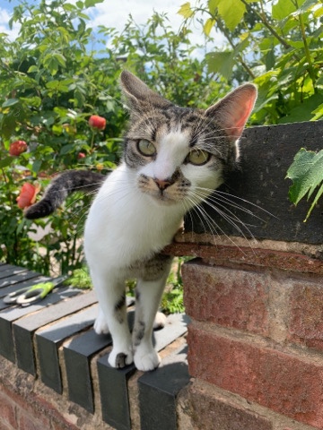Russian White, Black and Tabby – cat for sale