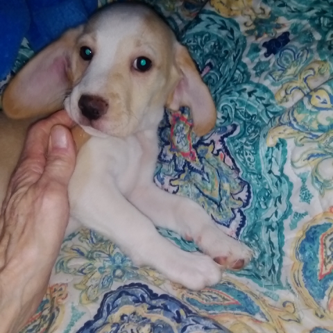 Beagle – beagle lab mix puppies