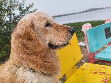 Golden Retriever – groot looking for Rehome – Miyapur