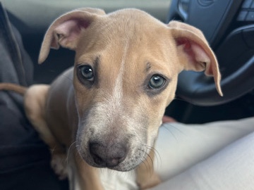 American Pit Bull Terrier – Beautiful 2-Month-Old Female Puppy with Stunning Blue Eyes 💙🐾 | Spayed & Records Included – Reno