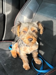 Yorkshire Terrier – Yorkie Puppy for sale