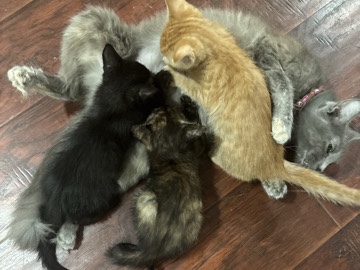 I HAVE FREE KITTENS – Los Angeles