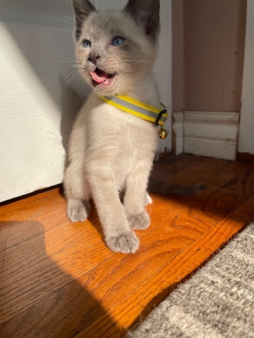 Siamese – purebred Siamese kittens
