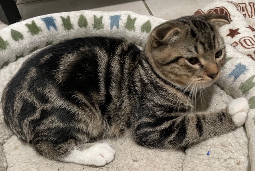Scottish Fold – Kitten