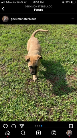 German Shepherd – looking for good family
