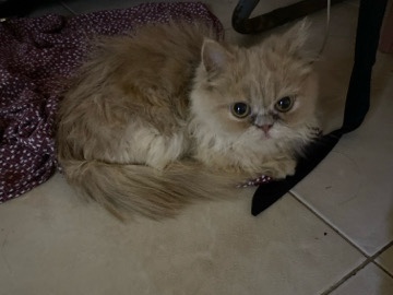 Persian (Modern) - Persian available for adoption in Ajman