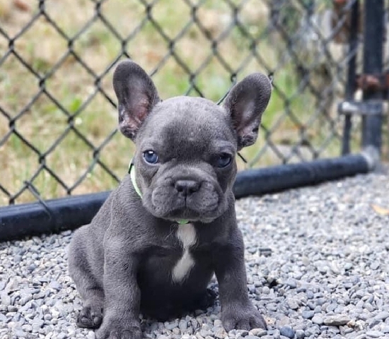 French Bulldog – French bulldog puppy