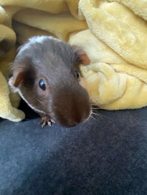 Female Guinea Pig