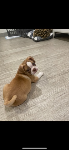 Pug – Pug, boston terrier mix Puppy for sale