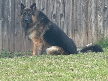 German Shepherd – German Shepherd – San Antonio