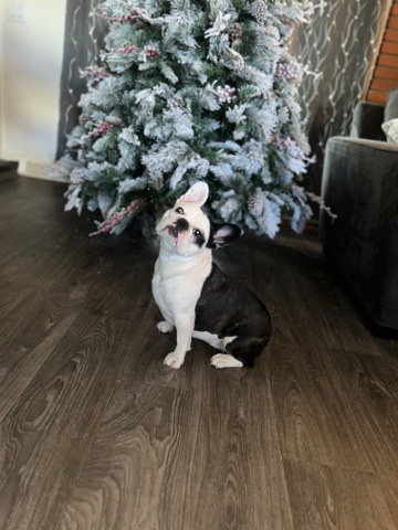 French Bulldog – LuLu