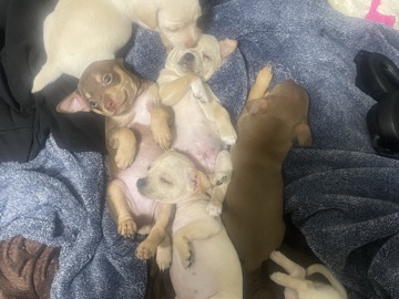 Chihuahua – chihuahuas for sale – South San Francisco