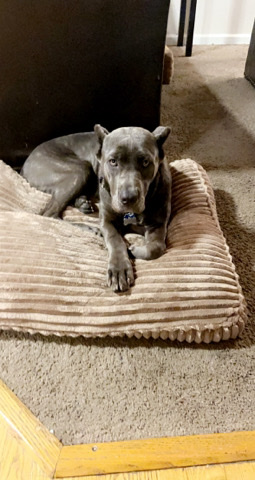 Cane Corso – cane carso