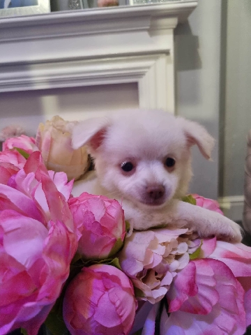 Chihuahua – Pomchi puppies for sale