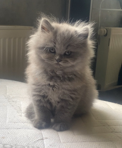British Longhair – BLH kitten Reinrassig