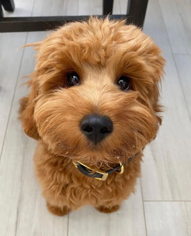 goldendoodle for sale