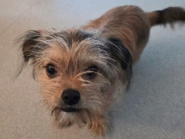 Image of Norfolk Terrier