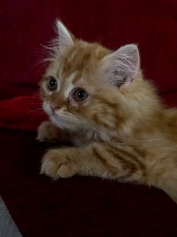 Persian (Modern) – Male Persian Cat