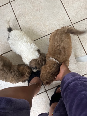 Shih Tzu – Christmas Special