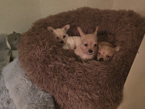 Chihuahua – Chihuahua – Litchfield Park
