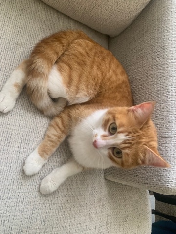 Russian White, Black and Tabby – Luna Rehome