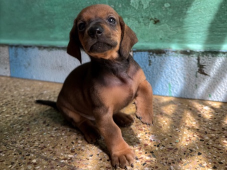 Dachshund – Male Dachshund Puppy ❤️ – Chennai