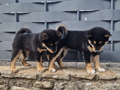 Shiba Inu - Shiba Inu en Ávila available for adoption in Guijuelo