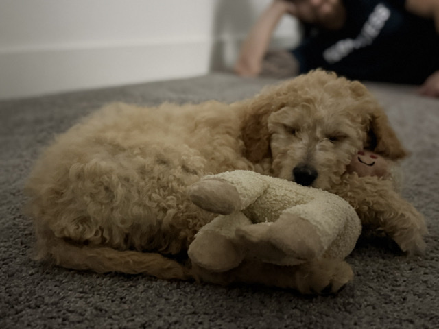 Goldendoodle – Mini Golden Doodle Puppy (Girl) – Dallas