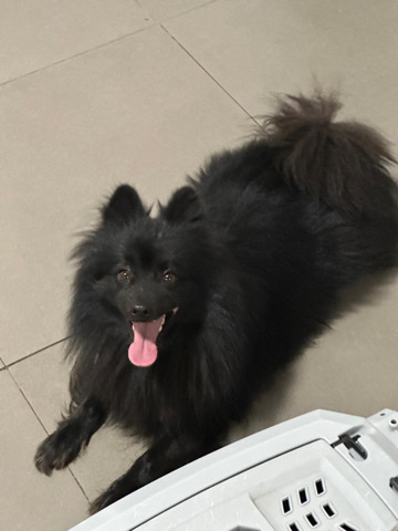 Black Pomeranian Dog