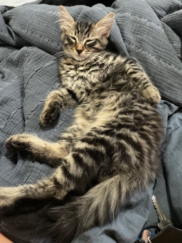 Maine Coon – Mainecoon pure bred kitten