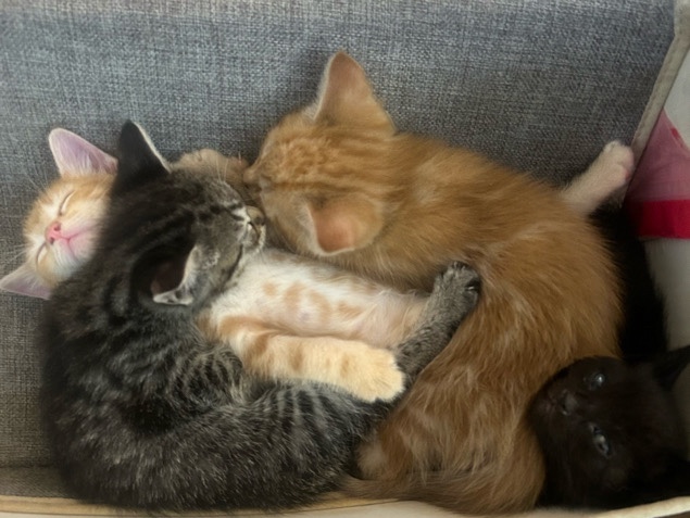 Russian White, Black and Tabby – 🐾Free Kittens - 5 Adorable, Healthy, and Playful! 🐱 – Chattanooga