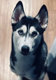 Siberian Husky – Full Bread Siberian Husky