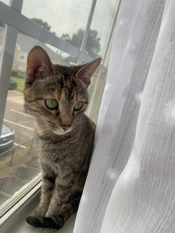 cat for adoption needs a big family