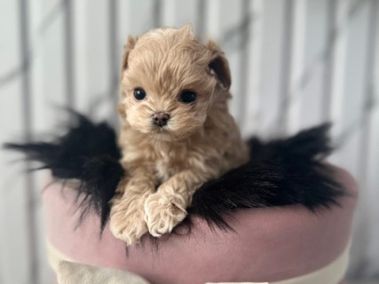 Maltipoo – Luxury & Tiny Maltipoo – Clydebank