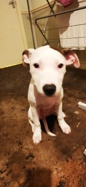 Staffordshire Bull Terrier – 4 month old staffy cross