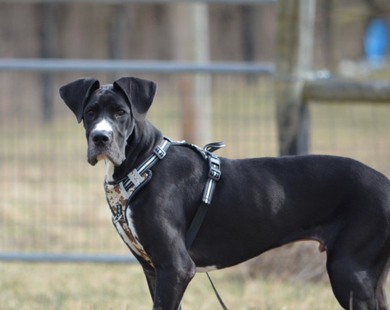 Great Dane – AKC Great Dane