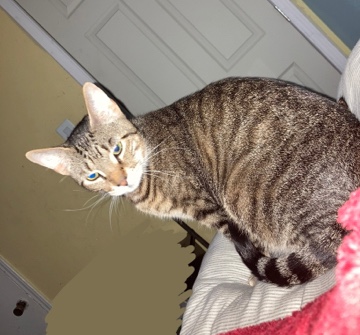 American Shorthair – Rehoming sweet kitty