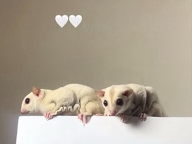 Sugar Glider – Young Sugar Glider for Sale – 4 to 6 Months Old