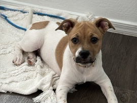 Mixed Breed – 15 week old puppy – Casa Grande