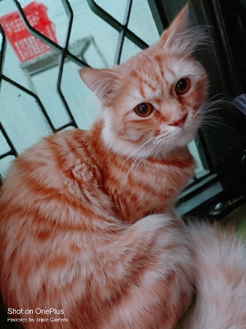 Persian (Modern) – Persian male cat