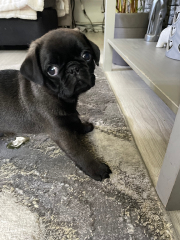 Pug – pug puppy black/silver
