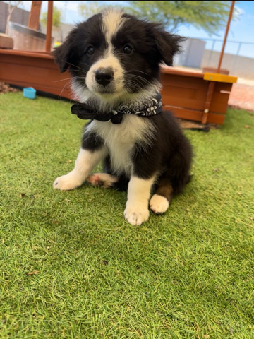 Australian shepherd puppy