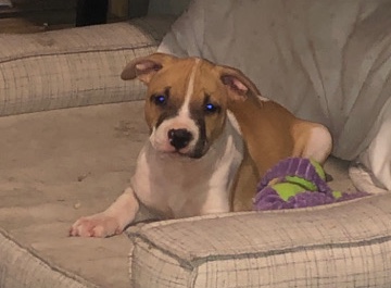 American Pit Bull Terrier – pitbull puppies