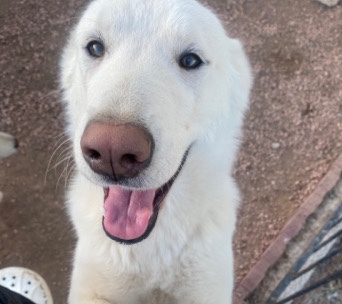 Siberian Husky – rehome husky